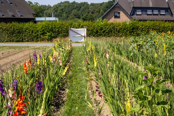 Bunte Gladiolen blühen auf einem Blumenfeld von Beckmanns Blumen.