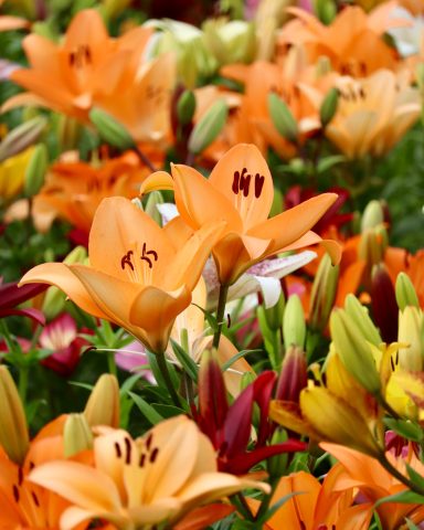 Orangene Lilien von Beckmanns Blumen blühen auf einem Blumenfeld.