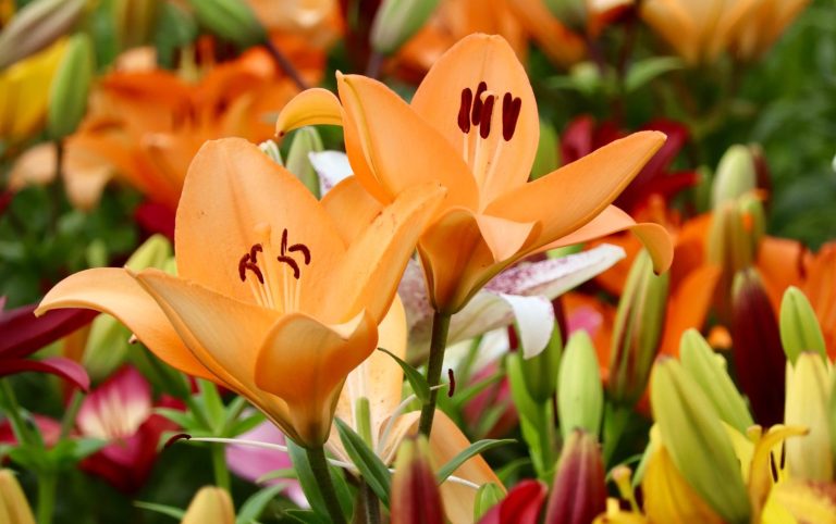 Orangene Lilien von Beckmanns Blumen blühen auf einem Blumenfeld.