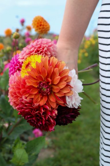Eine Hand hält einen Strauß bunter Dahlien von Beckmanns Blumen.