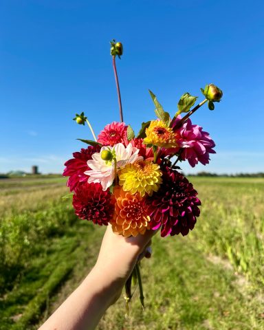 Eine Hand hält einen bunten Strauß aus Dahlien auf einem Blumenfeld von Beckmanns Blumen.