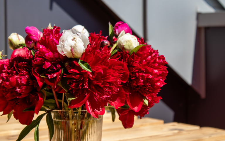 Rote Pfingstrosen von Beckmanns Blumen blühen in einer Vase.