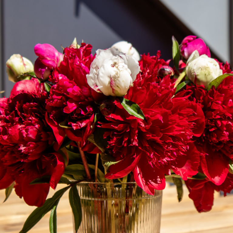 Pfingstrosen von Beckmanns Blumen blühen in einer Vase.