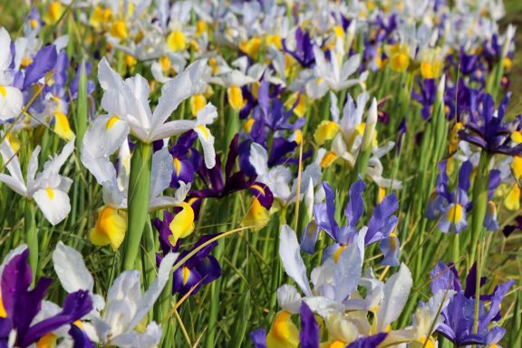 Weiße und violette Iris blühen auf einem Blumenfeld von Beckmanns Blumen.