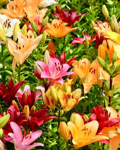 Lilien blühen auf einem Blumenfeld von Beckmanns Blumen.