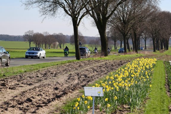 Narzissen blühen auf einem Blumenfeld von Beckmanns Blumen.