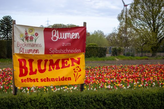 Ein Schild mit dem Text "Blumen zum Selbstschneiden" steht an einem Feld von Beckmanns Blumen.