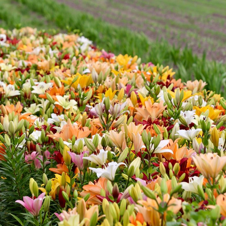 Lilien blühen auf einem Blumenfeld. Lilien blühen auf einem Blumenfeld von Beckmanns Blumen.