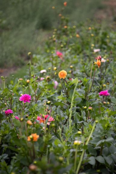 Bunte Dahlien blühen auf einem Blumenfeld von Beckmanns Blumen.