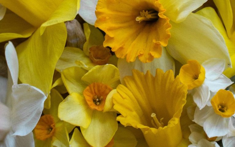 Verschiedene Narzissen von Beckmanns Blumen liegen arrangiert nebeneinander.