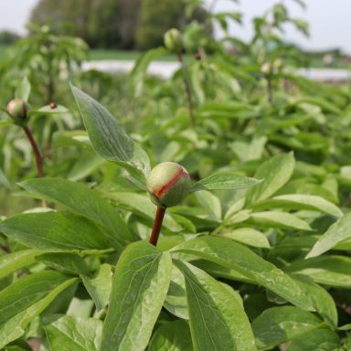 Eine Knospe wächst an einem Pfingstrosenstrauch auf einem Feld von Beckmanns Blumen.