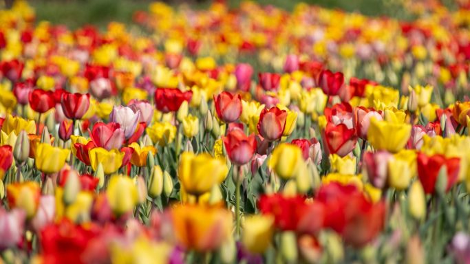 Bunte Tulpen blühen auf einem Blumenfeld von Beckmanns Blumen.