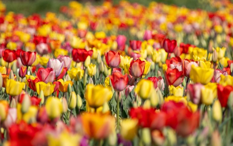 Bunte Tulpen blühen auf einem Blumenfeld von Beckmanns Blumen.