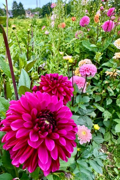 Pinke Dahlien blühen auf einem Blumenfeld von Beckmanns Blumen.