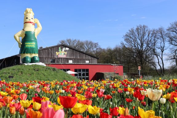 Bunte Tulpen blühen auf einem Blumenfeld von Beckmanns Blumen.