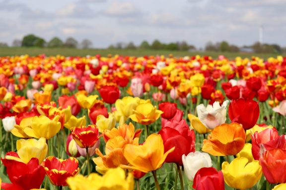 Bunte Tulpen blühen auf einem Blumenfeld von Beckmanns Blumen.