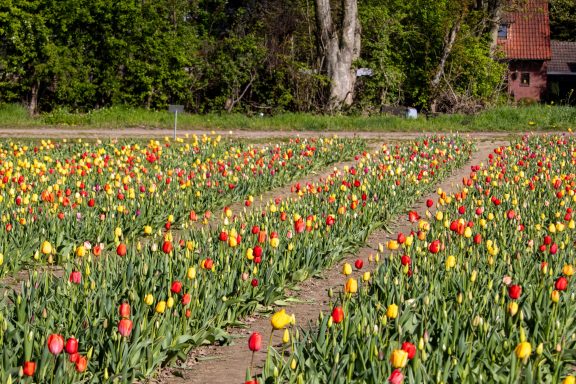 Bunte Tulpen blühen auf einem Blumenfeld von Beckmanns Blumen.