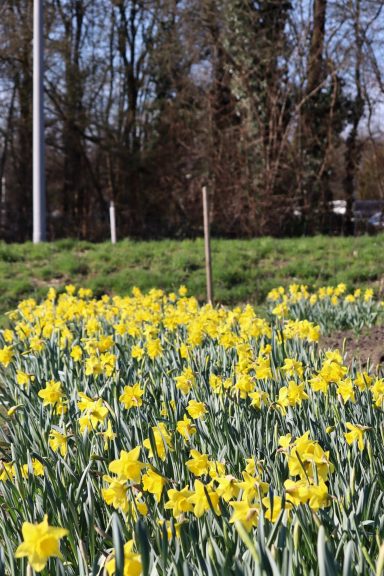 Narzissen blühen auf einem Blumenfeld von Beckmanns Blumen.