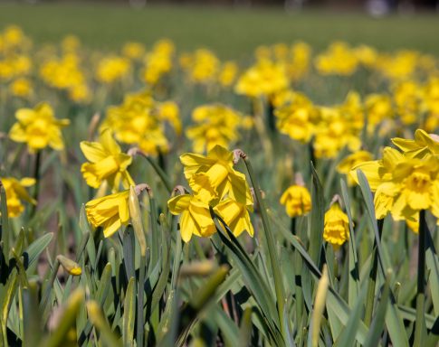 Gelbe Narzissen blühen auf einem Blumenfeld von Beckmanns Blumen.