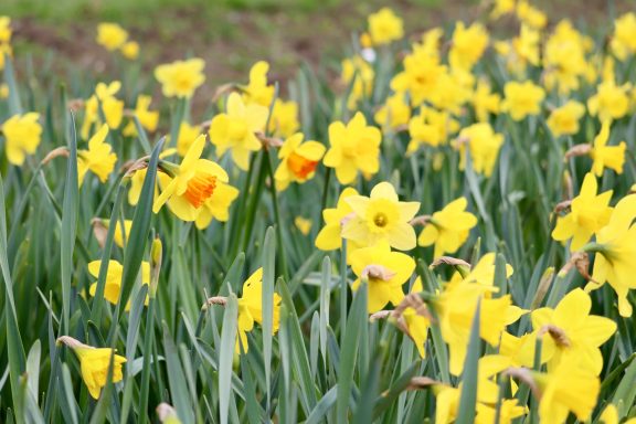 Narzissen blühen auf einem Blumenfeld von Beckmanns Blumen.