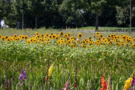 Sonnenblumen blühen auf einem Blumenfeld von Beckmanns Blumen.