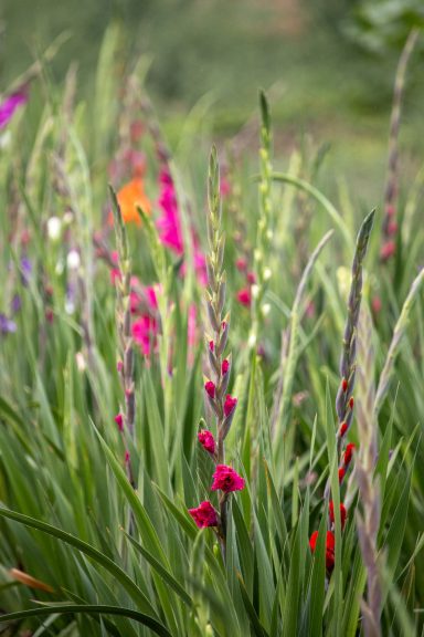 Bunte Gladiolen blühen auf einem Blumenfeld von Beckmanns Blumen.