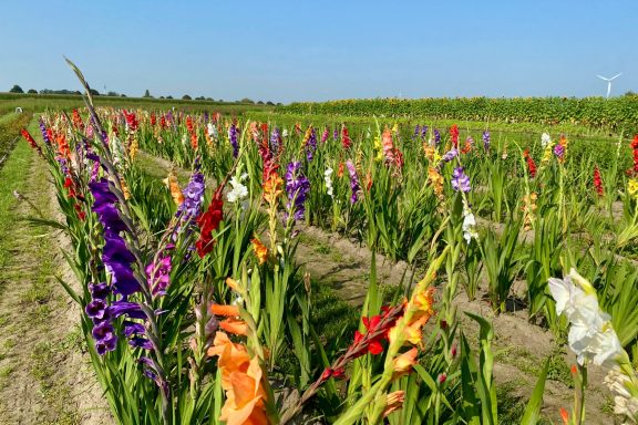 Bunte Gladiolen blühen auf einem Blumenfeld von Beckmanns Blumen.