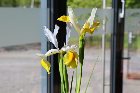 Weiße Iris von Beckmanns Blumen blühen in einer Vase.
