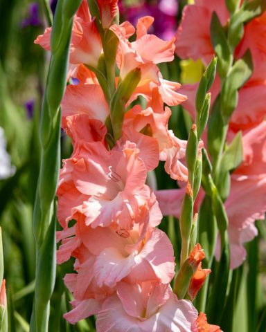 Eine orangefarbene Gladiole blüht auf einem Blumenfeld von Beckmanns Blumen.