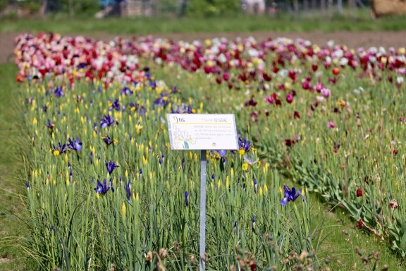 Bunte Tulpen und Iris blühen auf einem Blumenfeld von Beckmanns Blumen.