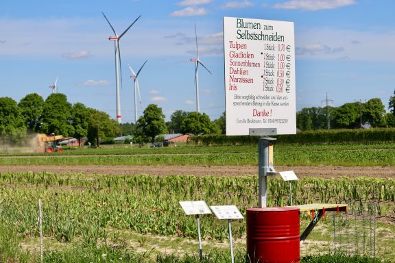 Ein Schild mit Preisen für "Blumen zum Selbstschneiden" steht an einem Feld von Beckmanns Blumen.