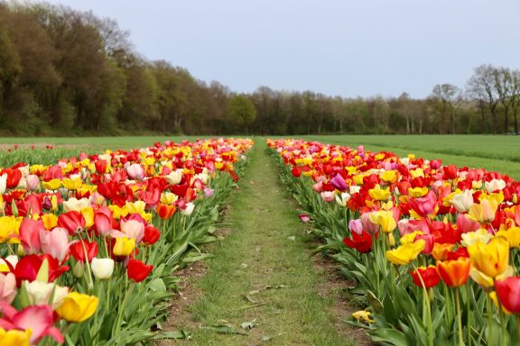 Bunte Tulpen blühen auf einem Blumenfeld von Beckmanns Blumen.