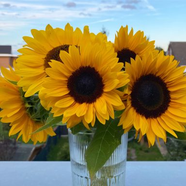 Sonnenblumen von Beckmanns Blumen blühen in einer Vase.