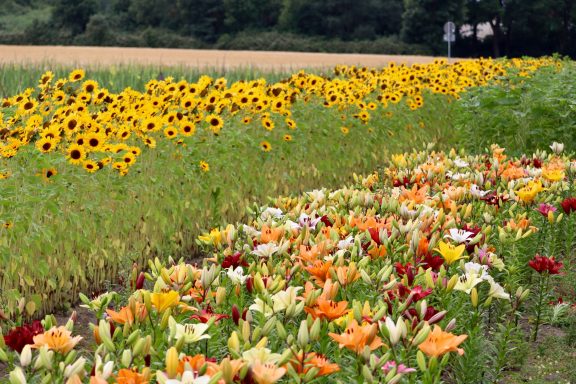 Bunte Lilien und Sonnenblumen blühen auf einem Blumenfeld von Beckmanns Blumen.