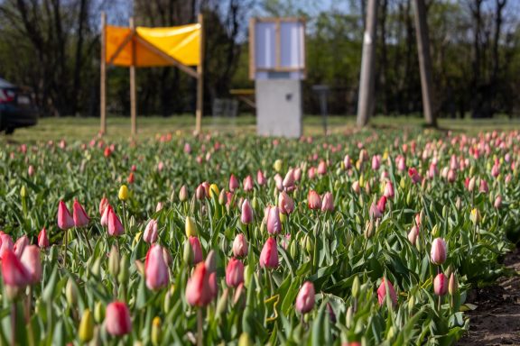 Tulpen blühen auf einem Blumenfeld von Beckmanns Blumen.