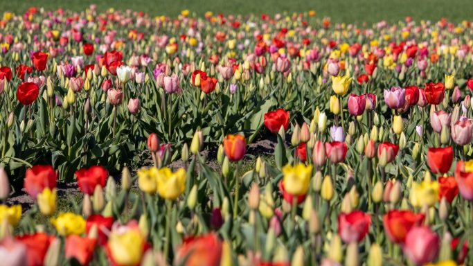 Bunte Tulpen blühen auf einem Blumenfeld von Beckmanns Blumen.
