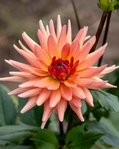 Eine orangefarbene Dahlie blüht auf einem Blumenfeld von Beckmanns Blumen.