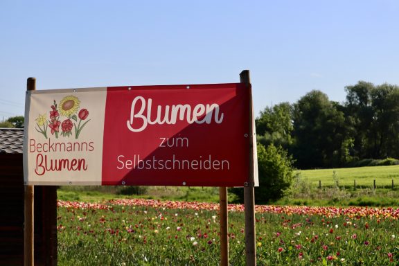 Ein Schild mit dem Text "Blumen zum Selbstschneiden" steht an einem Feld von Beckmanns Blumen.