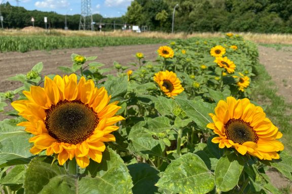 Sonnenblumen blühen auf einem Blumenfeld von Beckmanns Blumen.