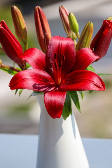Rote Lilien von Beckmanns Blumen blühen in einer Vase.
