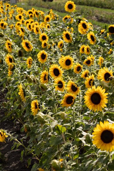Sonnenblumen blühen auf einem Blumenfeld von Beckmanns Blumen.