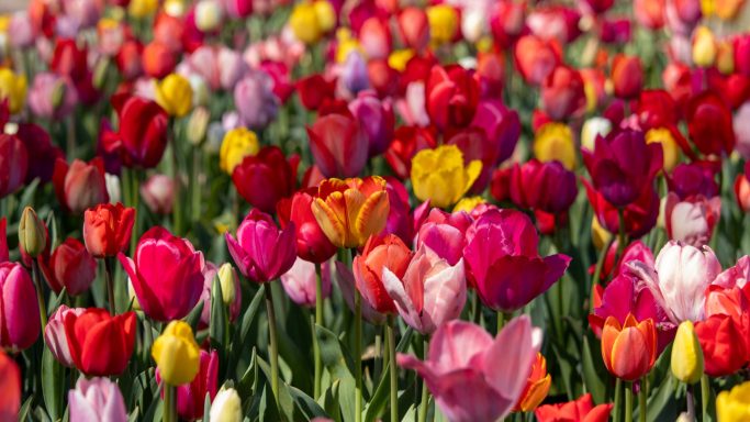 Bunte Tulpen blühen auf einem Blumenfeld von Beckmanns Blumen.