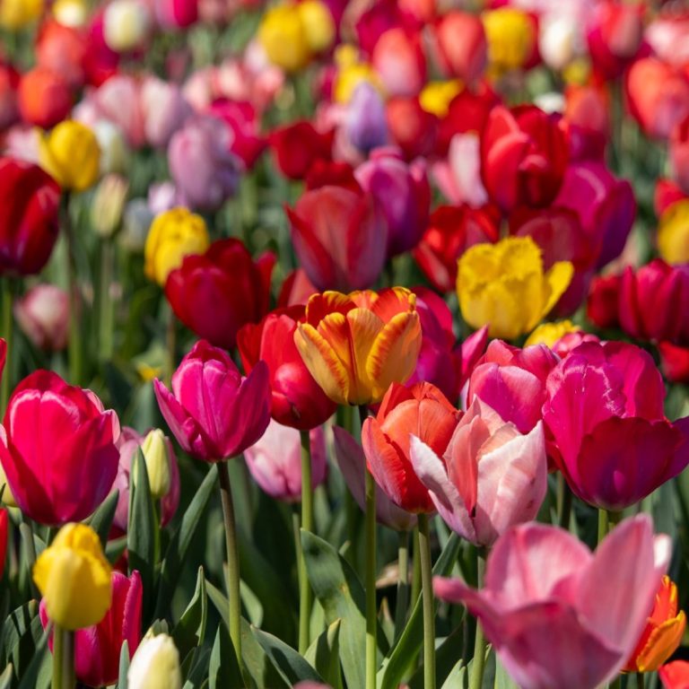 Tulpen blühen auf einem Blumenfeld von Beckmanns Blumen.