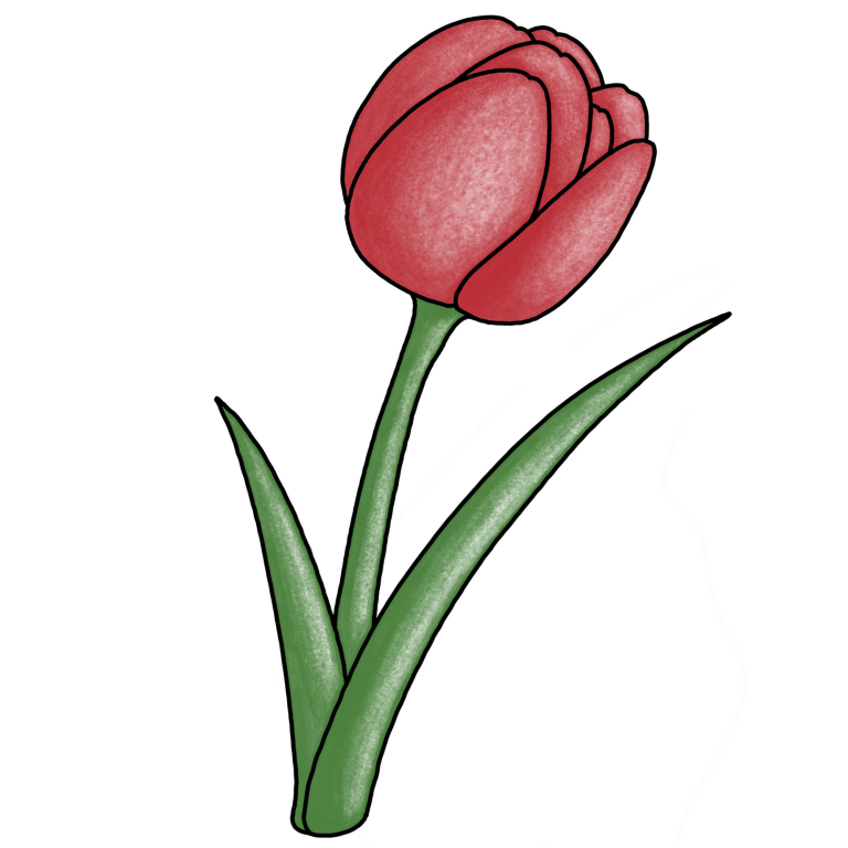 Eine gezeichnete rote Tulpe.