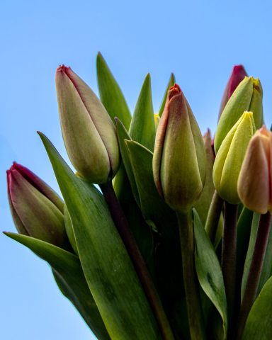 Ein Strauß geschlossener Tulpen von Beckmanns Blumen vor einem blauen Himmel.