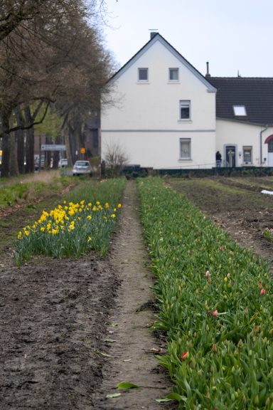 Narzissen und Tulpen blühen auf einem Blumenfeld von Beckmanns Blumen.