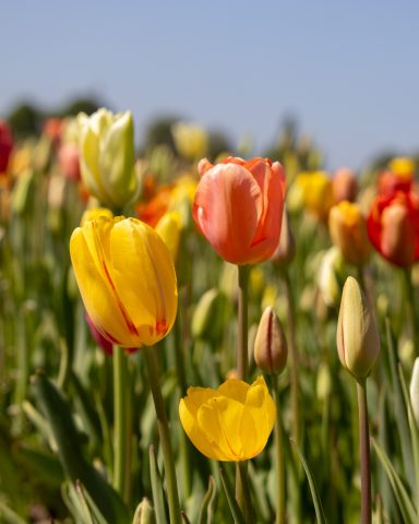 Bunte Tulpen blühen auf einem Blumenfeld von Beckmanns Blumen.