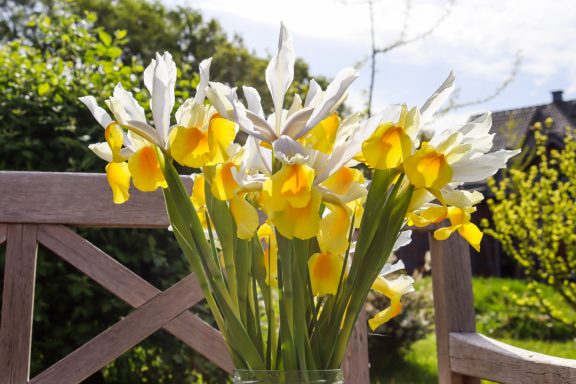 Weiße Iris von Beckmanns Blumen blühen in einer Vase, die auf einer Holzbank in einem Garten steht.
