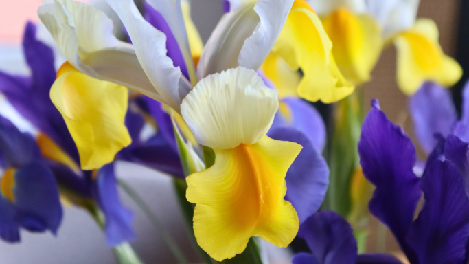 Weiße, blaue und violette Iris von Beckmanns Blumen blühen in einer Vase.