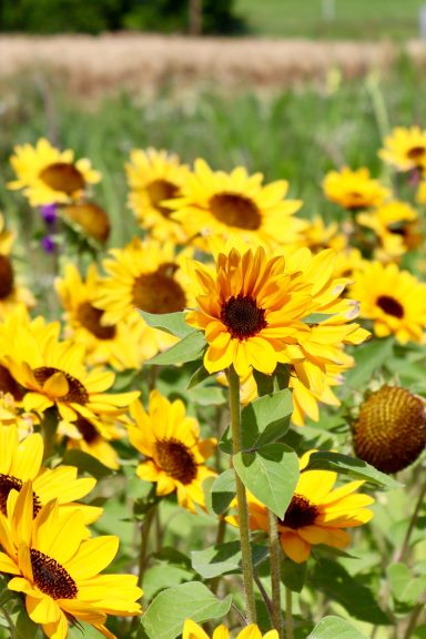 Sonnenblumen blühen auf einem Blumenfeld von Beckmanns Blumen.